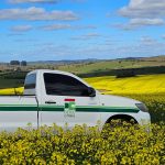 Canola e sorgo despontam como alternativas na região
