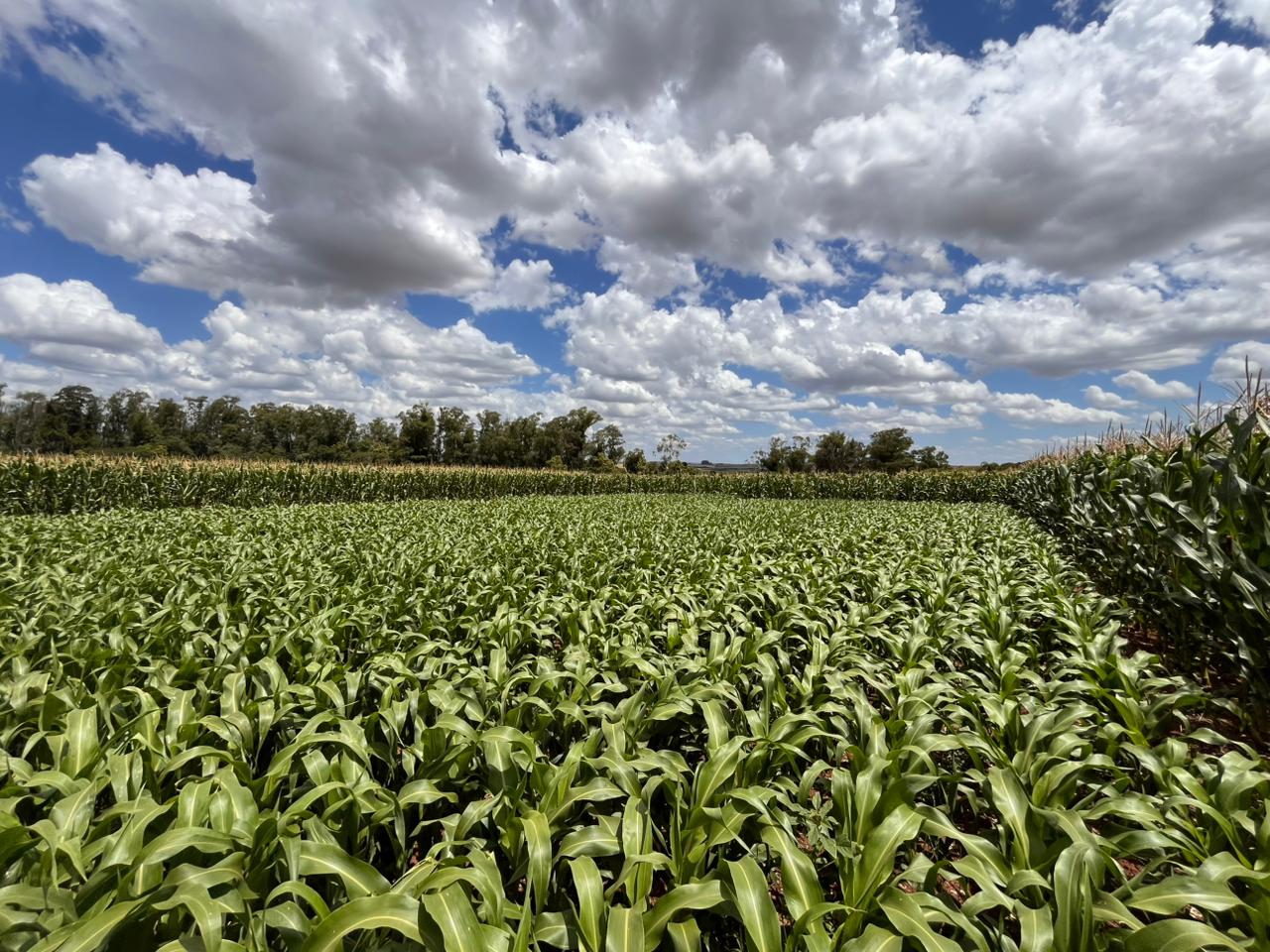 Dia de Campo: Cotrisul reúne produtores de milho e sorgo em Cachoeira