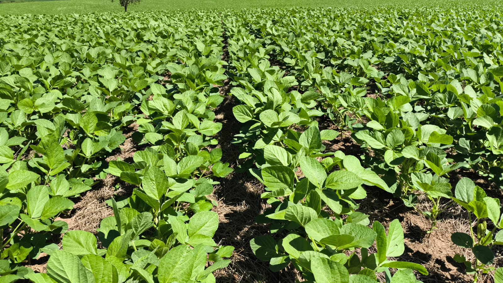 Biotecnologia: regularização antecipada de royalties de sementes tem descontos