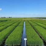 Primeiro fertilizante fosfatado produzido em solo gaúcho será lançado na Expodireto 2026