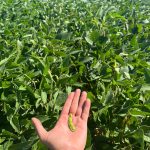Dia de Campo Cotrisul celebra os 65 anos da cooperativa
