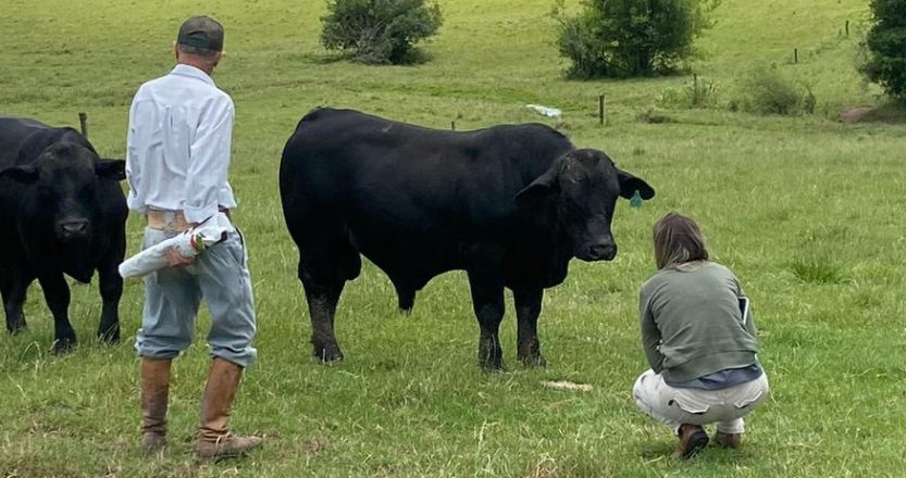 Agricultura, pecuária e mercado de trabalho no agro serão temas da Casa Cotrisul na Expofeira_crédito Divulgação