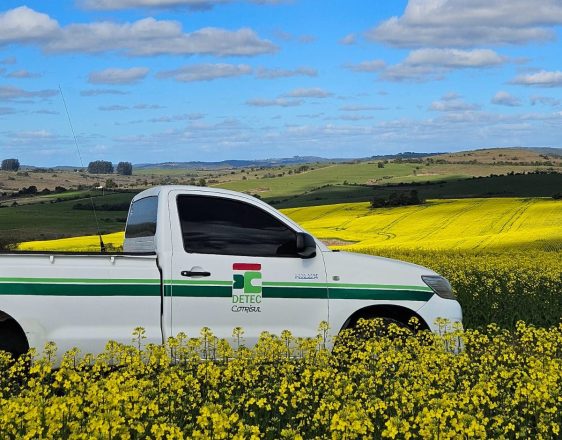 Canola e sorgo despontam como alternativas na região_crédito Divulgação