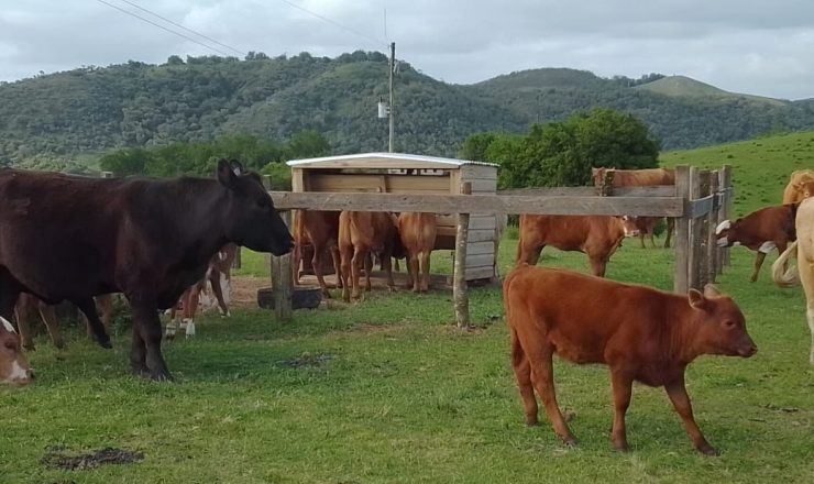 Cotrisul_bate recorde de produção de rações