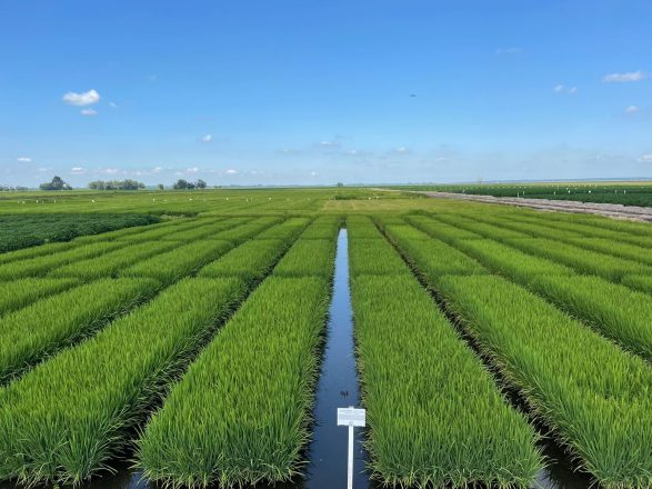 PAMPAFOS_Lavoura de arroz em testes agronômicos, onde o fertilizante apresentou excelentes resultados_crédito Felipe Carmona