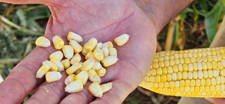 Variedades precoces de milho e sorgo são destaque em Dia de Campo_Cotrisul Divulgação